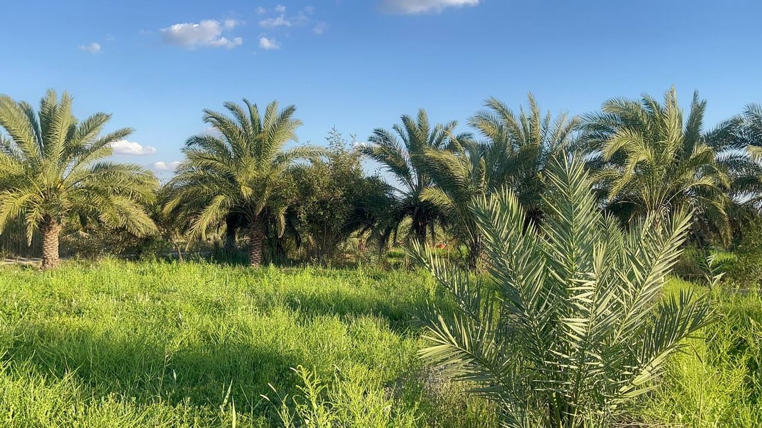 صور: كربلاء تردّ الجميل وترسل النخيل إلى البصرة لإطلاق “الثورة الزراعية”