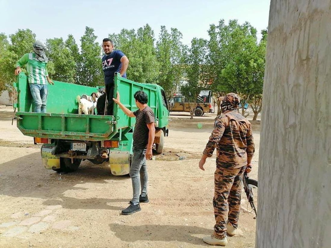 شيخ سعد تصادر المواشي السائبة وتعيدها بغرامات: سنبيعها بالمزاد في المرة القادمة