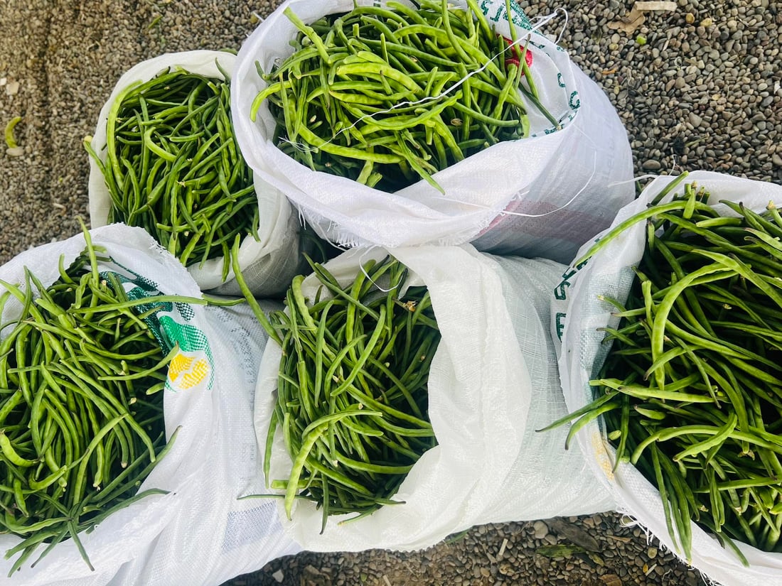 تەق تەق؛ خۆی وەک نیشتمانیی لۆبیا دەردەخات