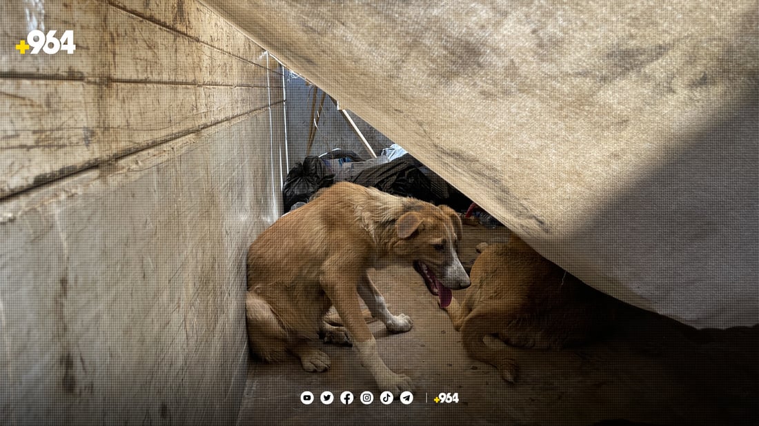 کۆکردنەوەی سەگە بێلانەکان لە هەولێر دەستیپێکرد