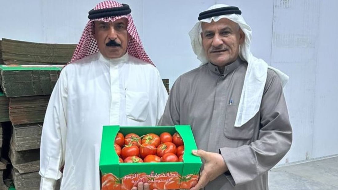 الزبير تؤسس “تحالف الطماطة” وهذه صور أول طن.. تغليف فاخر والأسعار بلاش