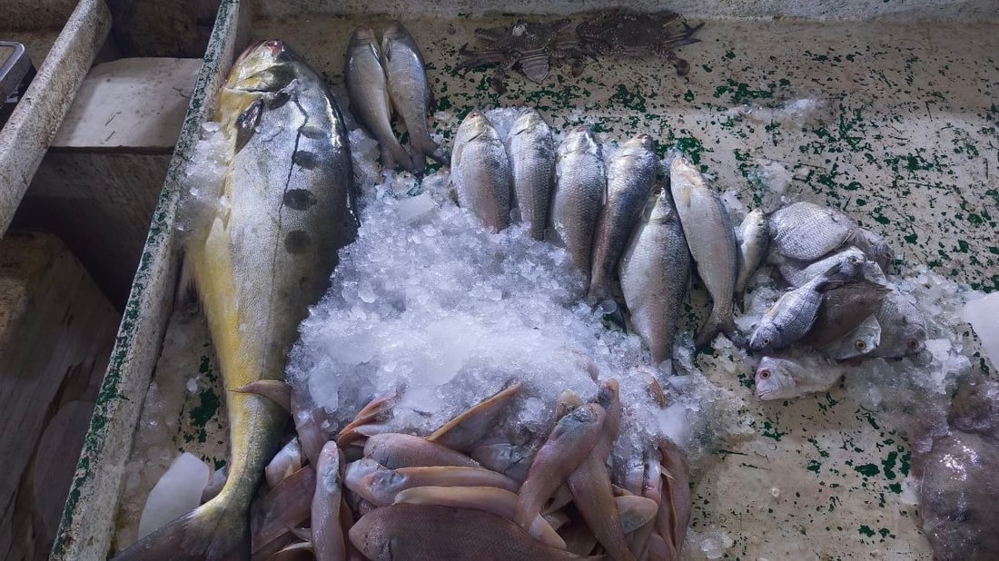 10 أطنان من الضلعة العملاقة.. أمطار وصيد وفير في بحر العراق (صور)