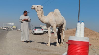 فيديو: البعران البيضاء الجميلة سرقت الأضواء في كركوك “وألبانها شفاء”