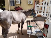 نوێكرایه‌وه‌: چوار گه‌نجه‌كه‌ی ده‌ربه‌ندیخان ویست...