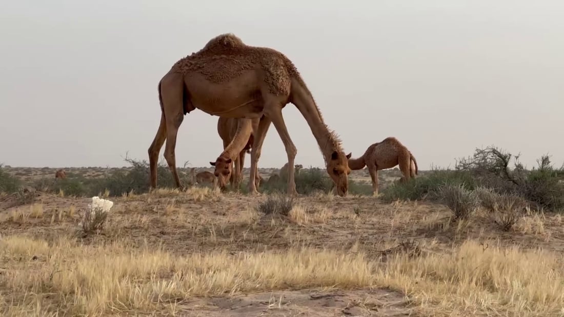 فيديو: بدو السوالم عادوا بالإبل إلى مراعي البصرة.. رحلة الشتاء انتهت