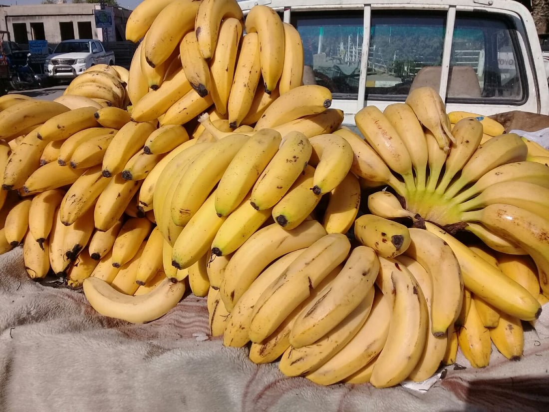آلتون كوبري تأكل الموز من أربيل.. گوران يربح 100 دينار ويخسر دگة الميزان (صور)