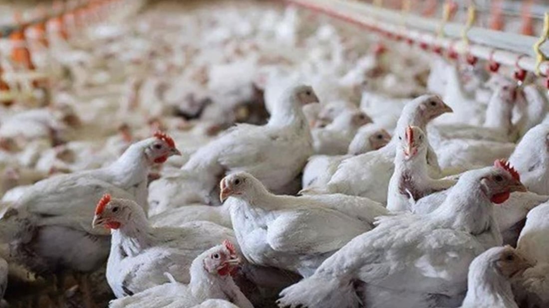 نەخۆشى کێڵگە پەلەوەرییەکان خەستر بووەتەوە