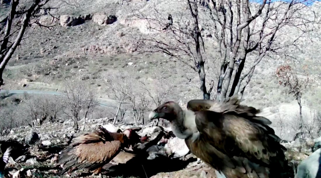 بنارى به‌مۆ ... وێنه‌: سۆران ئه‌حمه‌د