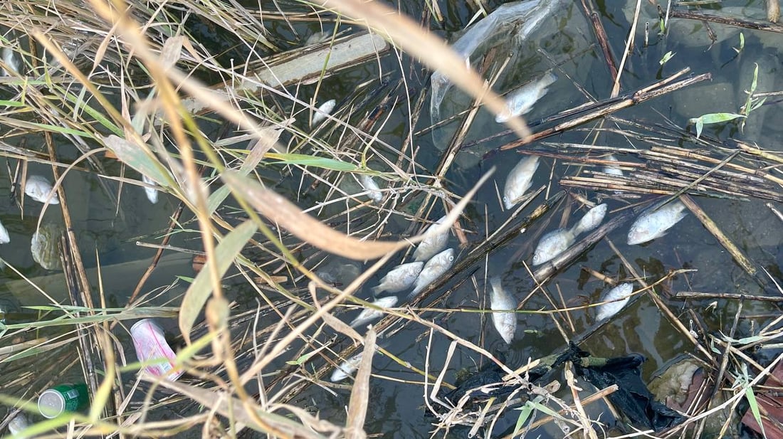 لكل قوي نهاية.. ماتت أسماك البلطي العنيدة في فرات البصرة والصيادون سعداء! (صور)