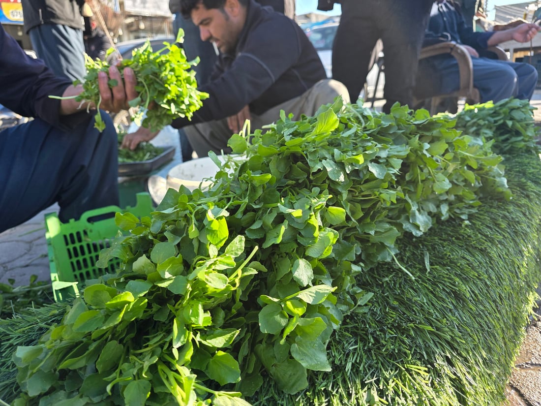 کوزەڵەکەی شارەزوور بە چوار هەزارە و بەریش ناکەوێ