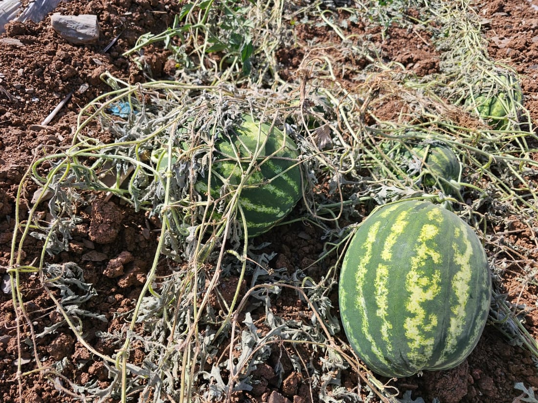 کێڵگە شوتی جوتیارێک خێری نەدایەوە و هەمووی نەخۆشی لێیداوە