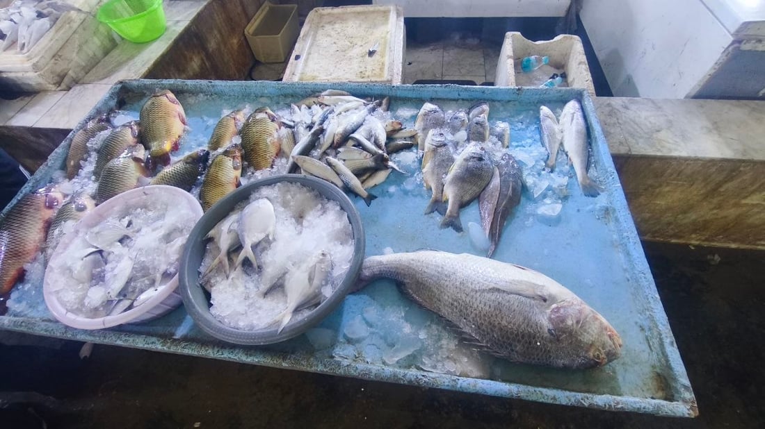 الصبور يشعل مزاد الفاو مبكراً.. الزوج 190 ألف دينار وإن لم يعجبك فالهامور والزبيدي