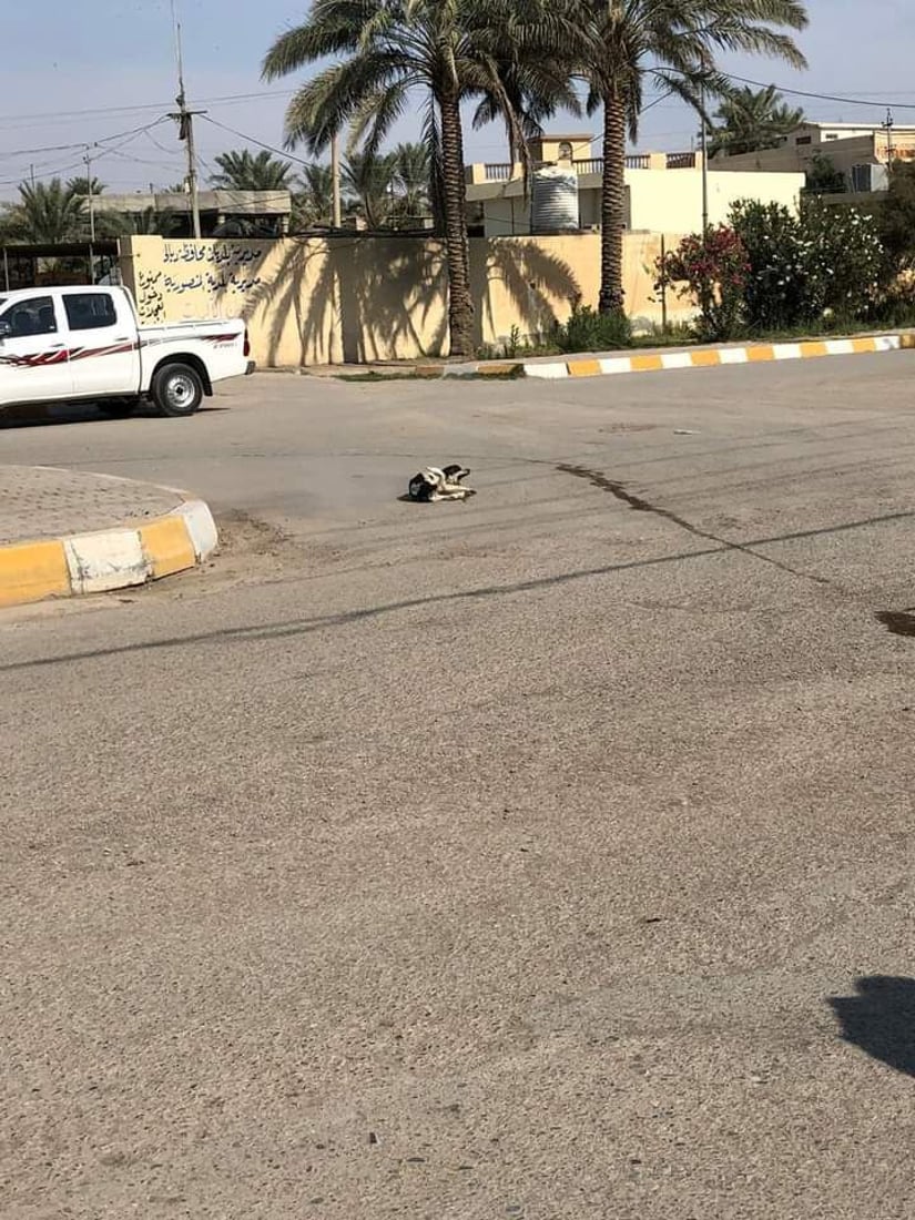 صور “قاسية” من ديالى: إبادة جماعية “بلا رحمة” للكلاب