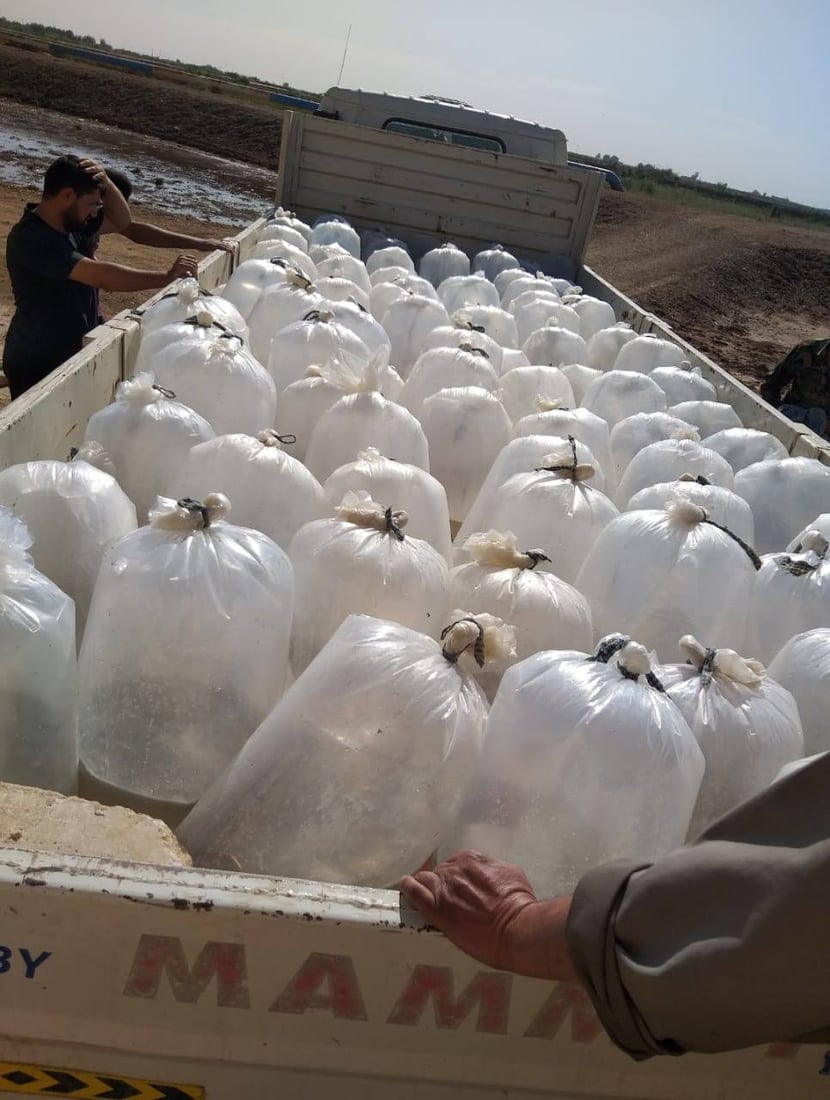 صور: إطلاق 8 ملايين “سابحة كارب” في أهوار الهدّام والعودة غربي ميسان