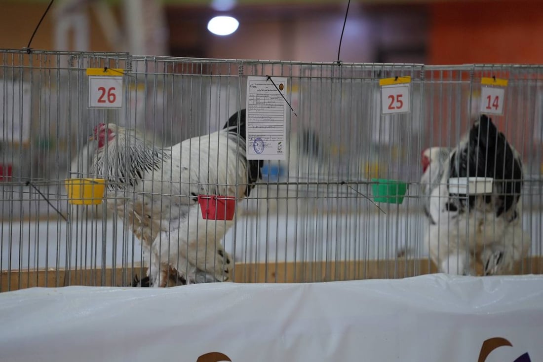 صور: دجاجة بصراوية وديك أربيلي أجمل طيرين في العراق.. مسابقة بإشراف تركي