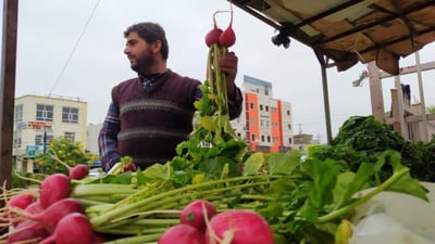 السليمانية: كرميان تزرع آلاف الدونمات من الفجل الحلو سنوياً.. وهذا هو السر