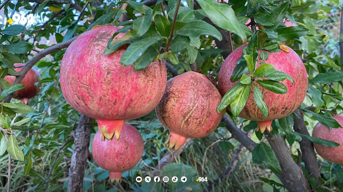 جوتیارانی زاخۆ بەهۆی کەمئاوییەوە بەرهەمەکانیان کەمی کردووە