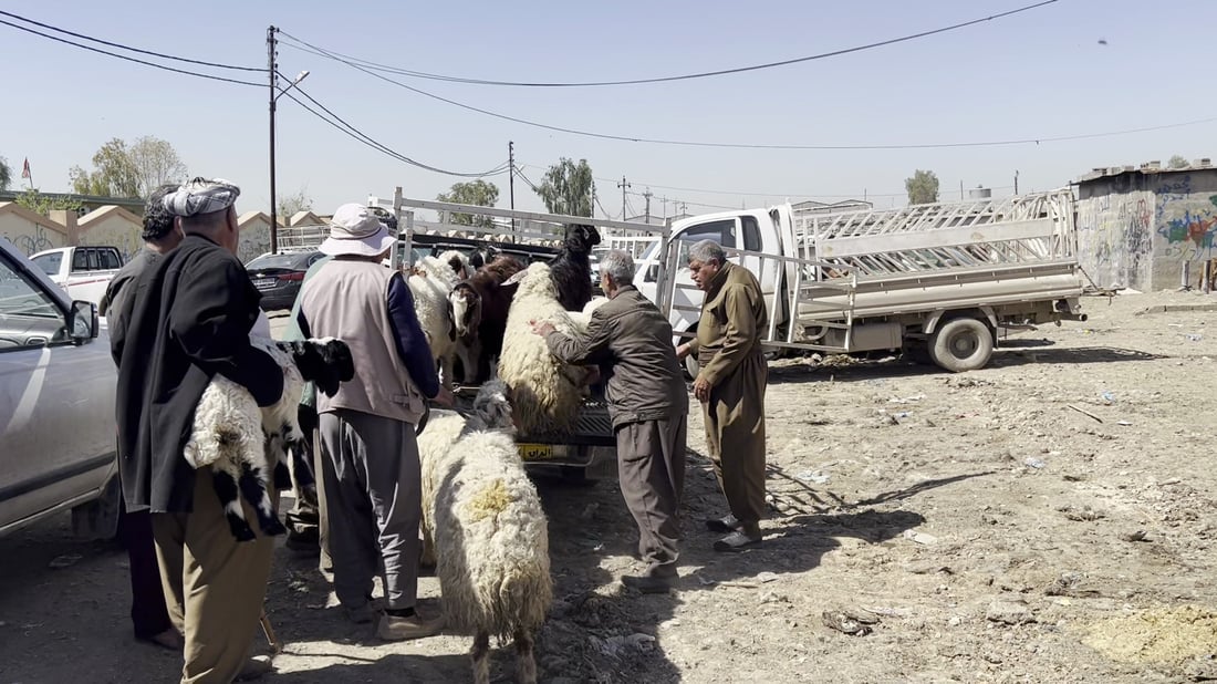 هاوردەکردنی ئاژەڵی زیندوو بۆ هەرێم دەستی پێکردووەتەوە