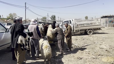 هاوردەکردنی ئاژەڵی زیندوو بۆ هەرێم دەستی پێکردووەتەوە