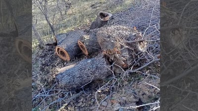 Police apprehend suspect in felling of century-old tree