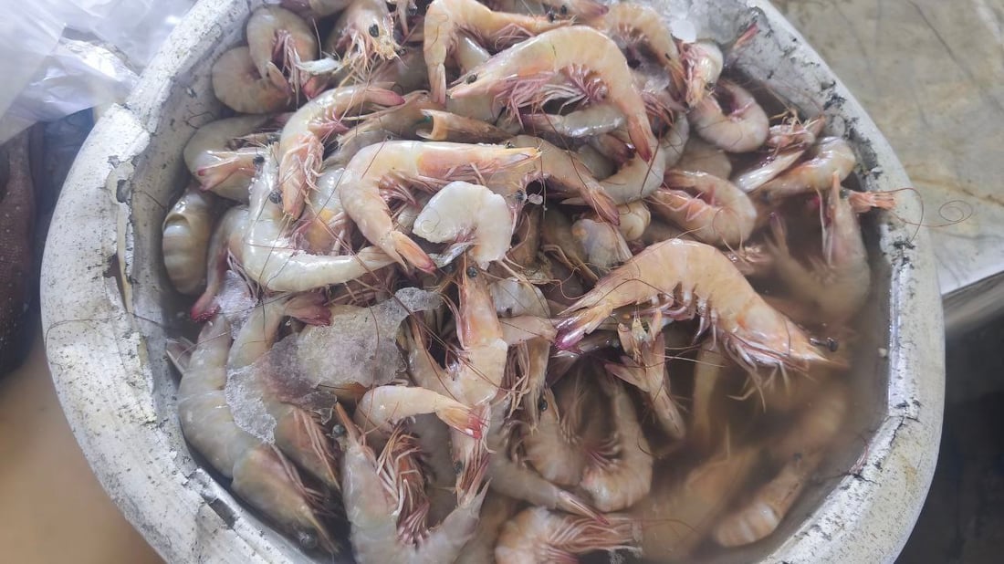 صور: مرسى النقعة يستقبل 6 أطنان من الروبيان والبرطام والشانك.. يوم مميز في البحر