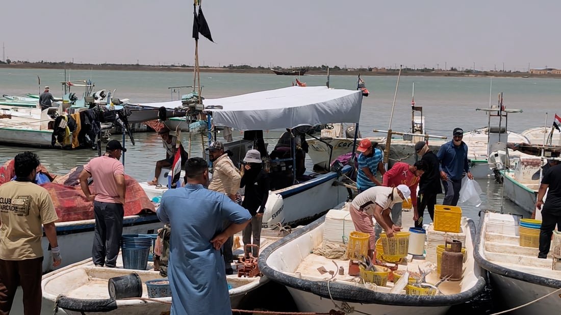 فيديو: بشرط عراقي وطازج.. سمك الفاو 