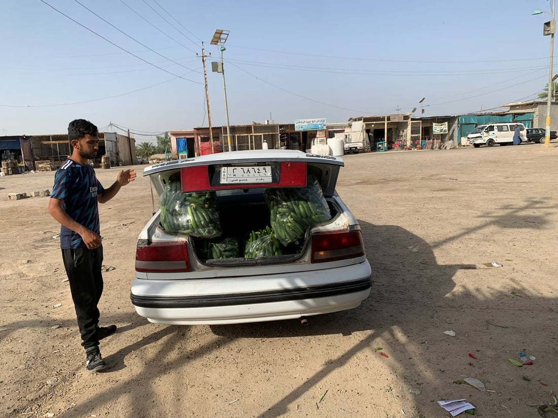 موسم حصاد حزين في أبو غريب: المحاصيل أقل بـ 40% والعلف بدل الخضروات (صور)