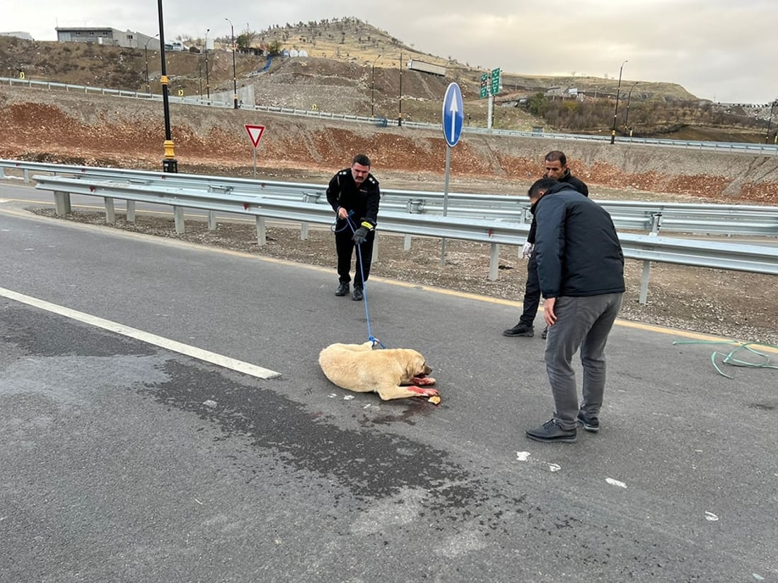 بەرگریی شارستانیی سۆران هەر مرۆڤەکان رزگار ناکات؛ بەهانای ئاژەڵەکانیشەوە دەچن