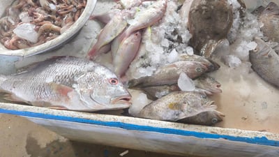 الحمرة والروبيان يفتتحان مزاد النقعة بكميات وفيرة على حساب الزبيدي والصبور