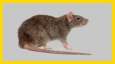 جرجێك كارى چاپكردنى پاسپۆرتى له‌ هه‌ولێر وه‌ستاندووه‌