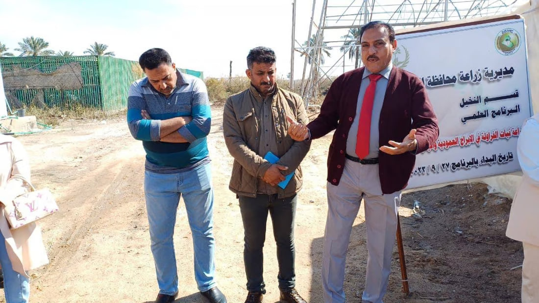 Basra scientists successfully cultivate top strawberry varieties in soilless pods