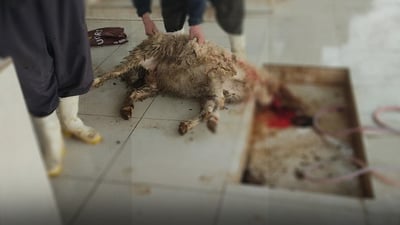 قەسابەکانی سەر رێگای تووەسپی بۆ قەیوان لێپرسینەوەیان لەگەڵ کرا