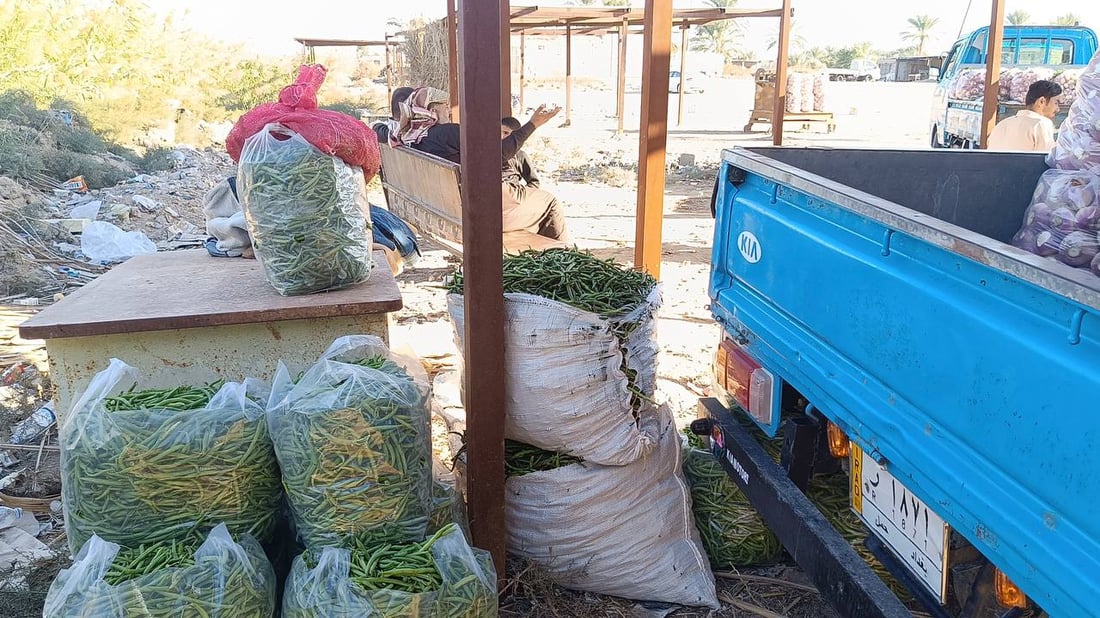 حصاد الشتاء بدأ في الرضوانية والعلاوي تبيع ما تبقى من محاصيل الصيف (صور)