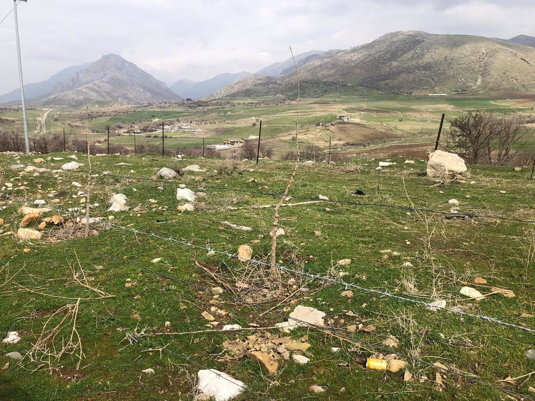 شارەوانیى گاپیڵۆن نەمامەکانى خۆشدەوێت و بە سیاج دەیانپارێزێت