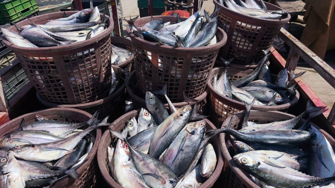 رياح عالية تؤخر إبحار الصيادين في الفاو وتحد من تنوع الأسماك بمرسى النقعة