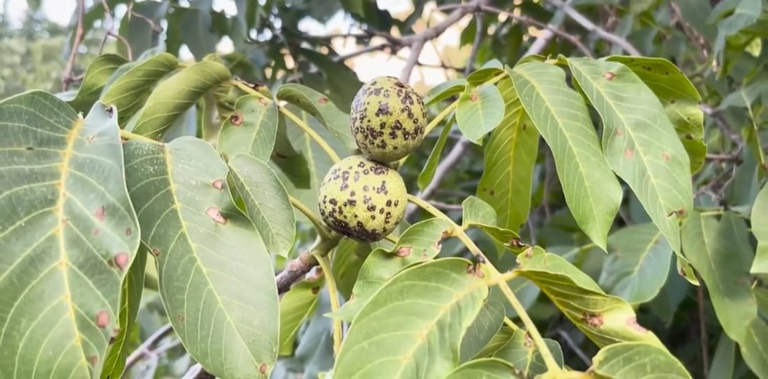 Walnut trees in Raparin threatened by blight