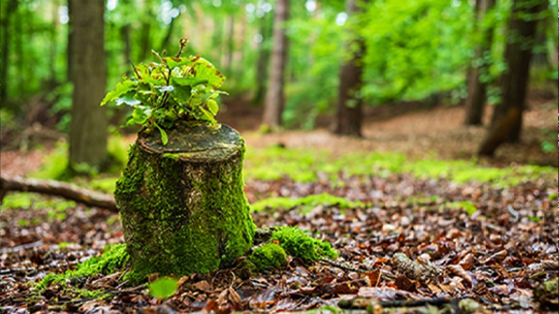 ساڵانه‌ بەرووبه‌رى نزیکەی 14 ملیۆن یاریگای تۆپی پێ دارستان لە جیهان ده‌بڕدرێنه‌وه‌