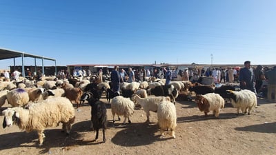 بۆ ئەوەى مەڕێک لە بازاڕى هەژاران بکڕێت دەبێت دەوڵەمەند بیت