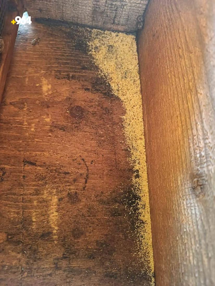 964mediaصورة من منصة (شبكة): 