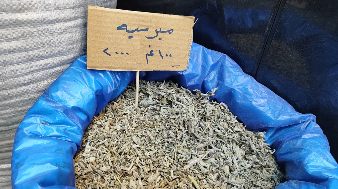 السوريون في كربلاء كأنهم في الوطن.. “سيدة الشام” سيوفر حتى سجائر “الحمراء” (صور)