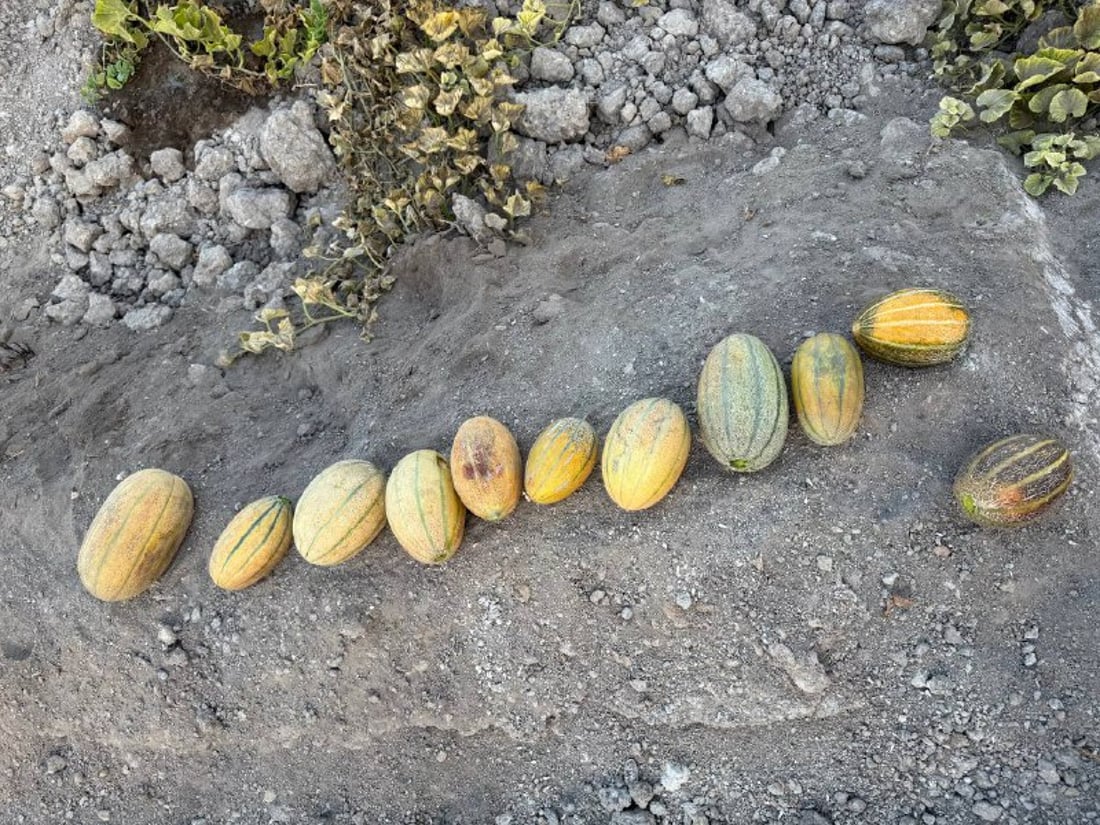 فيديو: بطيخ “الديرة” سيتوفر حتى نهاية 11.. وتلك النكهة لم تتغير