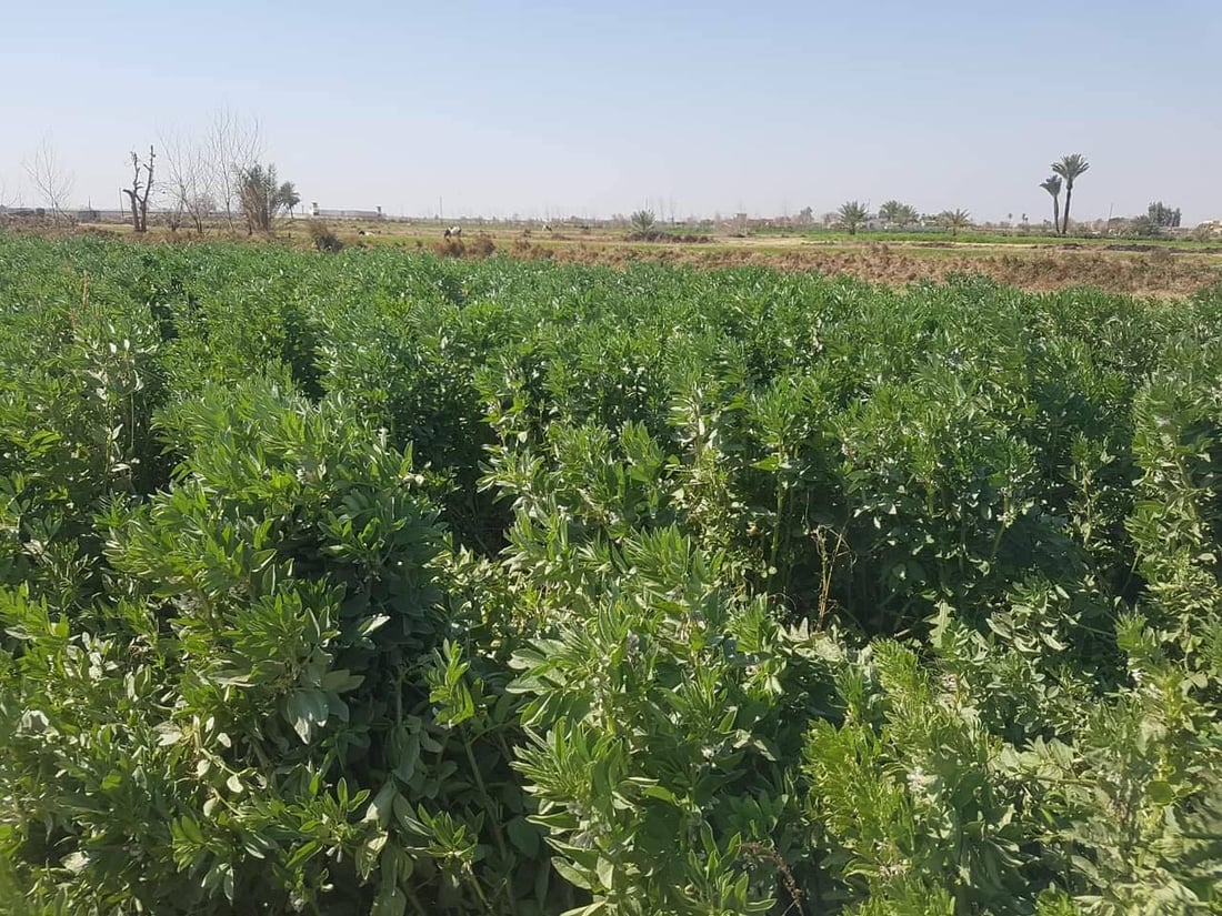 صور: موسم الباقلاء يبدأ في أبو غريب.. طازجة بـ 1500 دينار