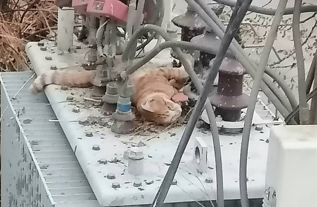 بەهۆی پشیلەیەکەوە کارەبای گەڕەکێکی سلێمانی بڕا
