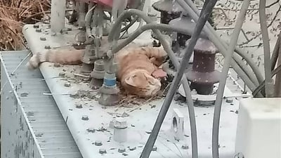 بەهۆی پشیلەیەکەوە کارەبای گەڕەکێکی سلێمانی بڕا