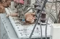 بەهۆی پشیلەیەکەوە کارەبای گەڕەکێکی سلێمانی بڕا