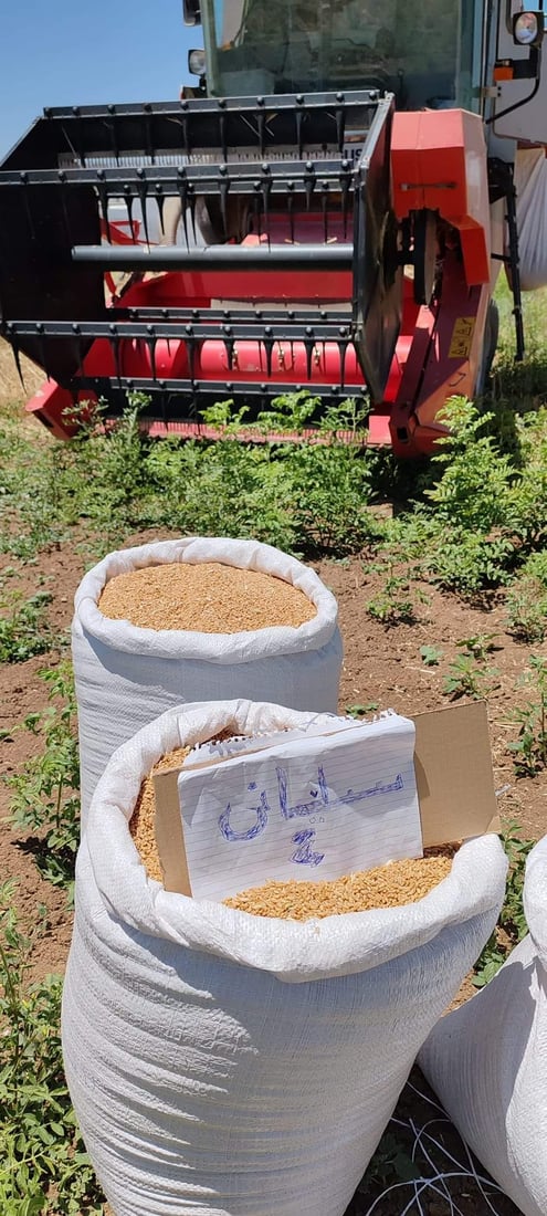 له‌ سلێمانى دوو ته‌رزى نوێى گه‌نم په‌سه‌ندكران