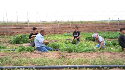 Basil harvest begins in Nineveh, providing seasonal income for families