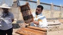 نحل العراق يهرب من الخلايا وأنهكه الصيف! الملكات تعطش والنجف تعترف: كشف الغش محال