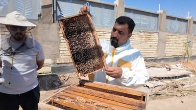 نحل العراق يهرب من الخلايا وأنهكه الصيف! الملكات تعطش والنجف تعترف: كشف الغش محال