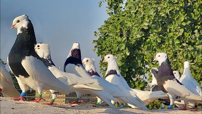 نحو الخلاص من لقب “المطيرجية”.. هواة كربلاء يؤسسون نادياً للحمام “المسجي” (صور)